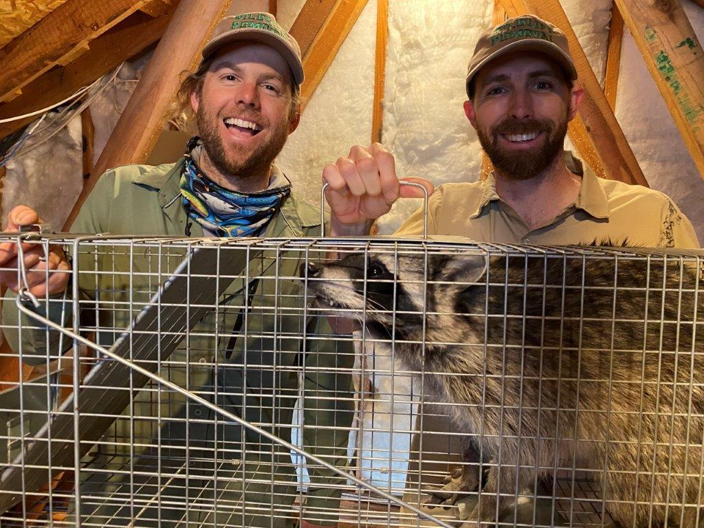 Prices for Raccoon Trapping in Reading, PA