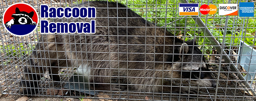 Prices for Raccoon Trapping in Reading, PA